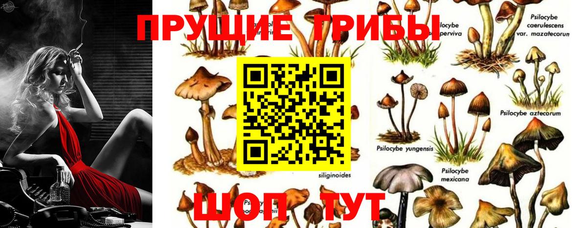 Псилоцибиновые грибы Psilocybe Ирбит